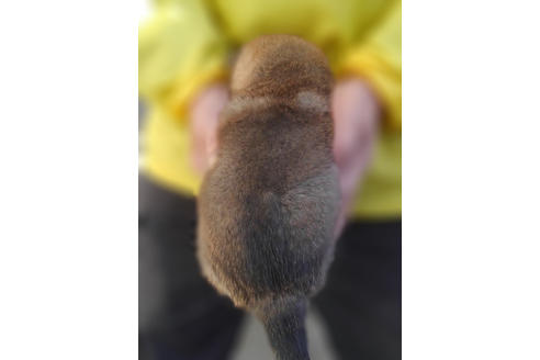 成約済の山梨県の柴犬-41309の1枚目